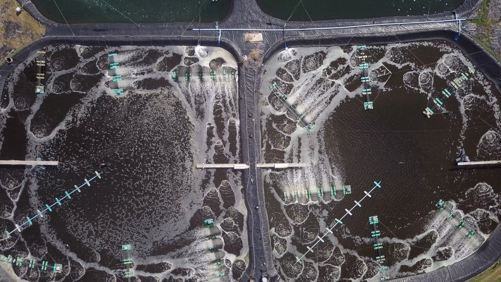 ภาพมุมสูงของระบบบ่อฟาร์ม Thaiva Aquafarm